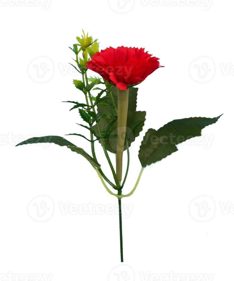 single red rose isolated element png