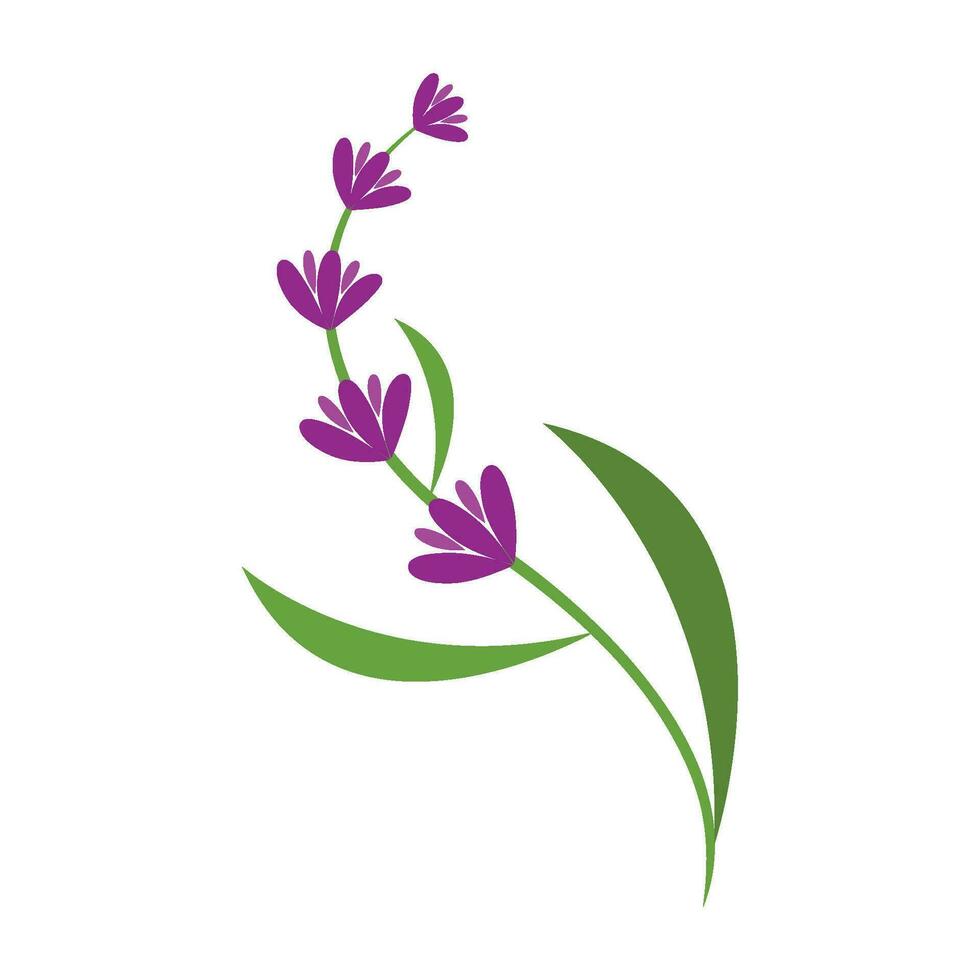 Fresh Lavender flower logo vector