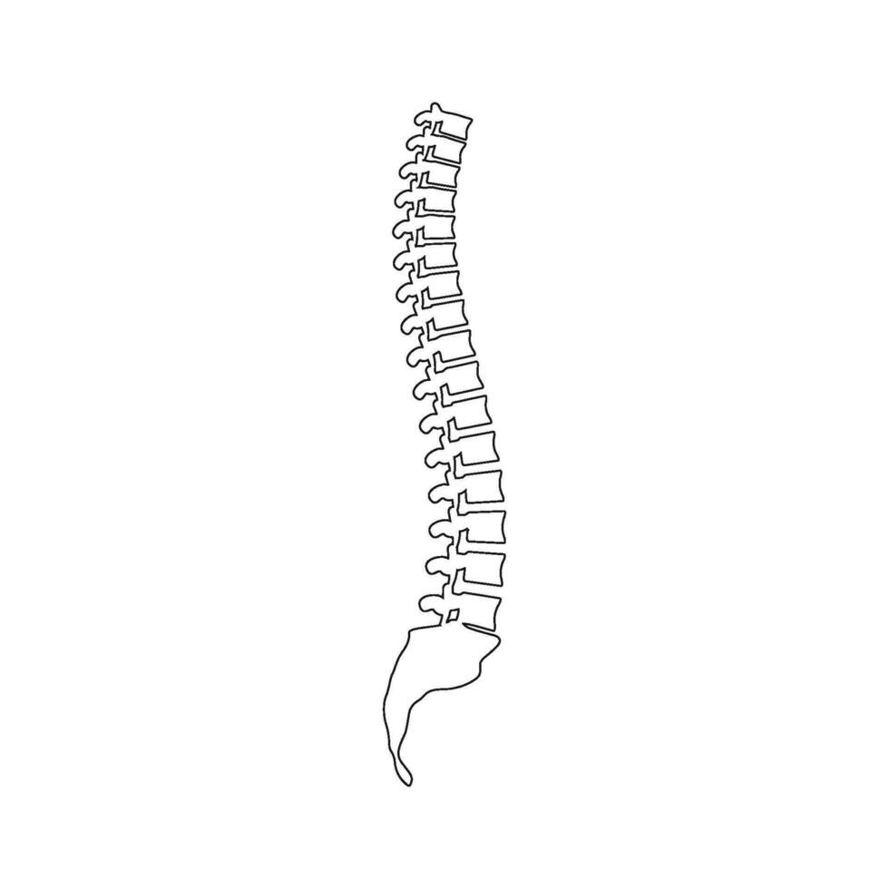 Spine icon vector