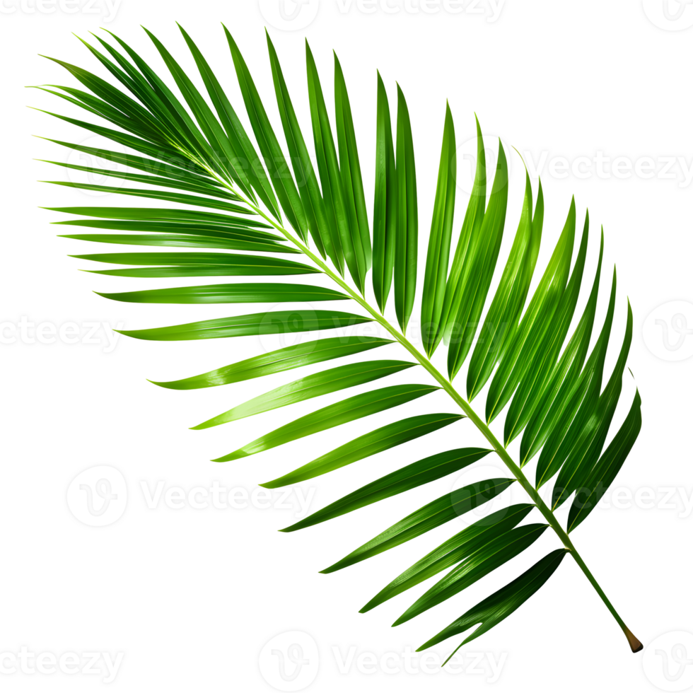 AI generated Tropical Green Palm Leaf Isolated on Transparent Background png