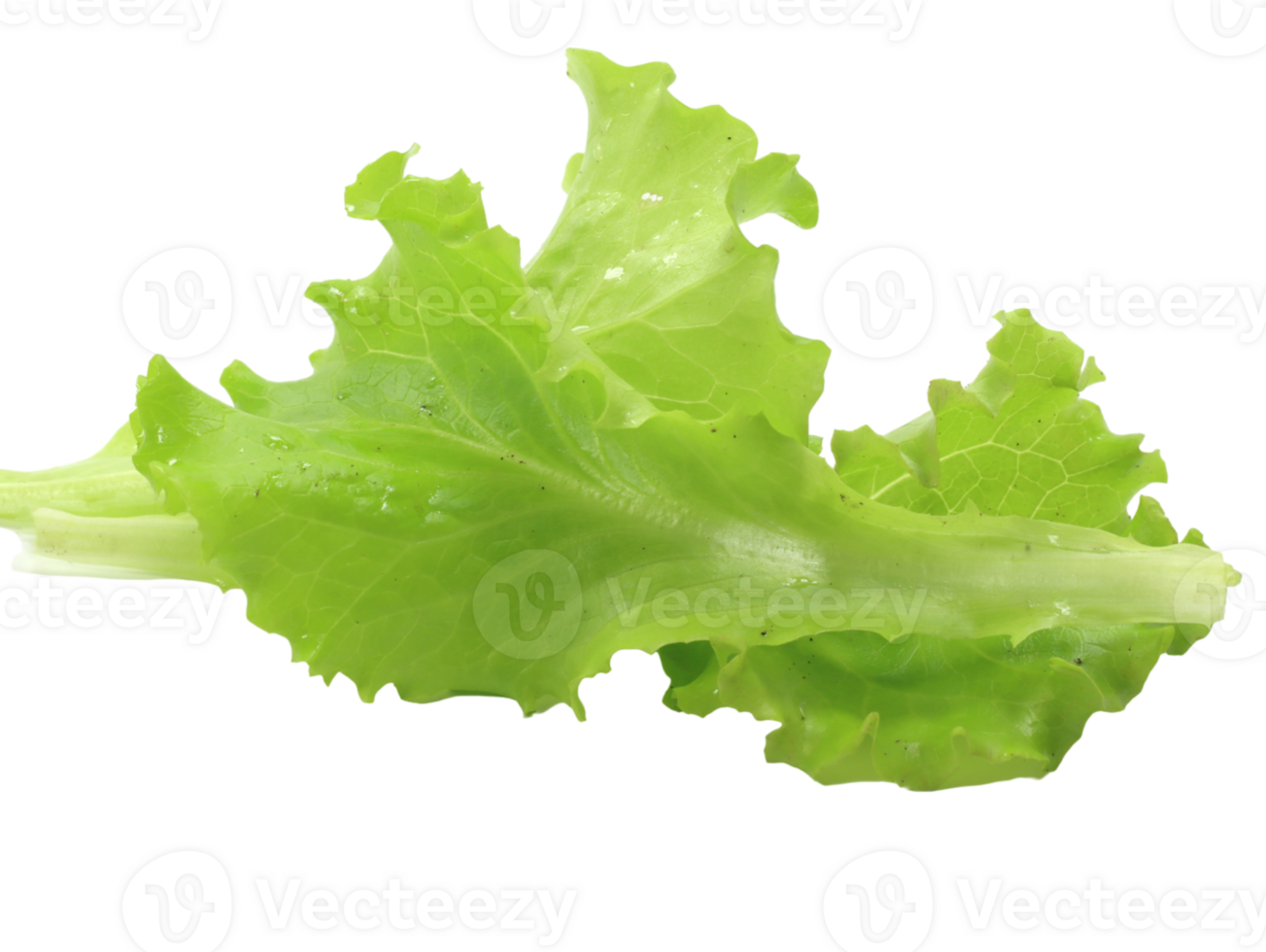 green leaves of lettuce salad type gentilina png