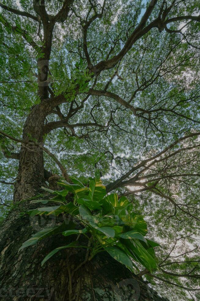 large tree with a green plant growing on it photo