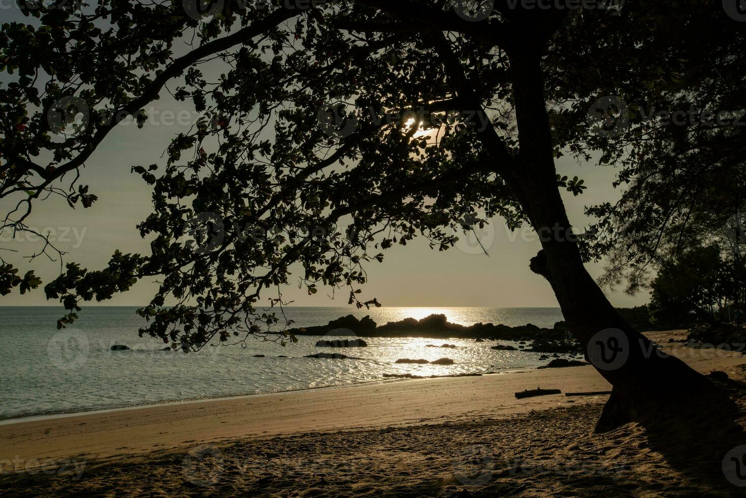 silueta árbol en el playa foto