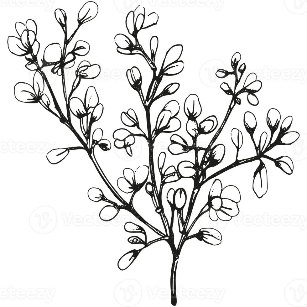 Floral branch and minimalist leaves. png