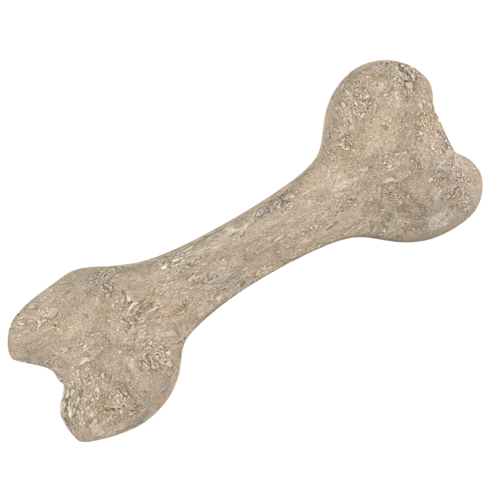 chien OS isolé objet png