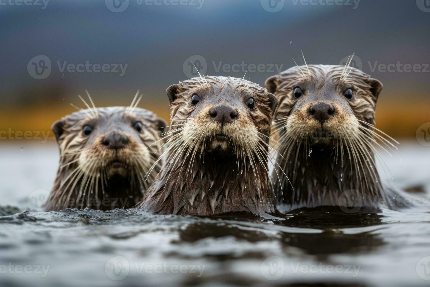 AI generated otters playfully swimming in the water and looking at the camera, generative AI photo