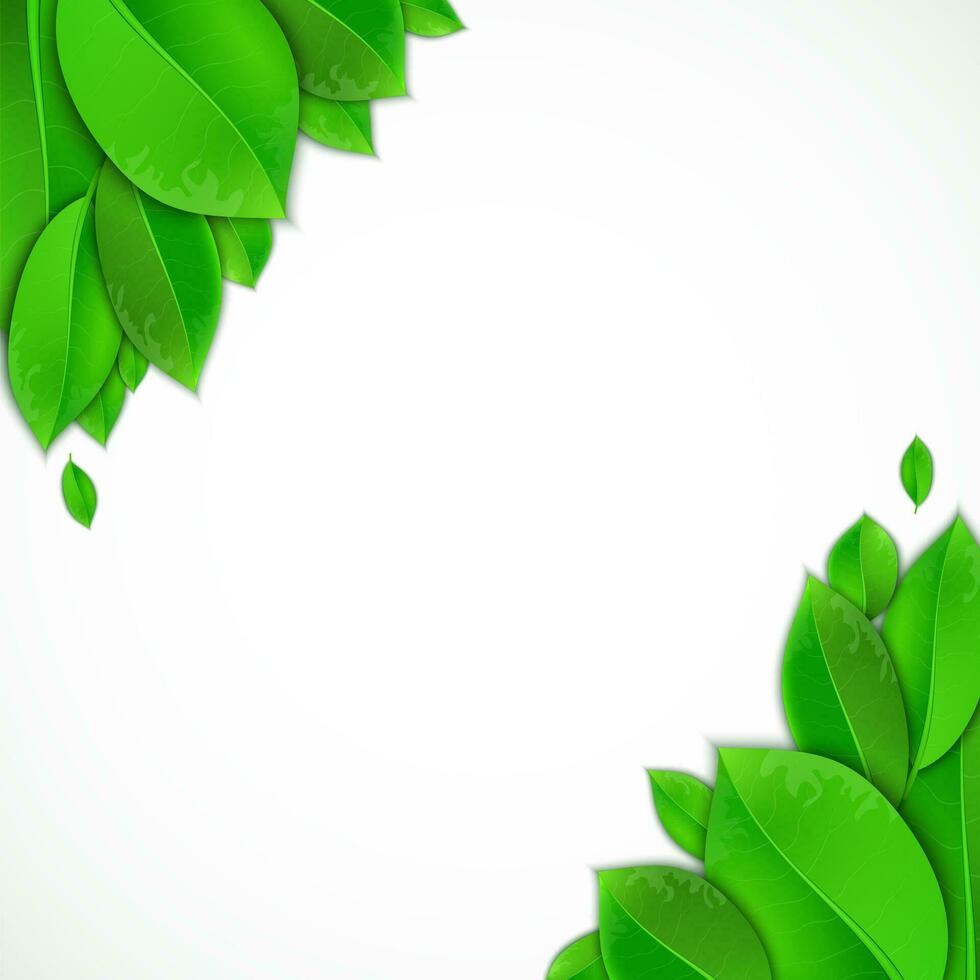 green leaves on a white background vector