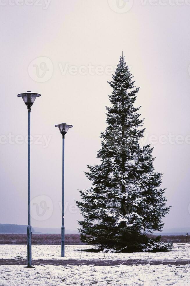 alto pino árbol en pueblo cuadrado con dos calle luces y visible lago ver en el antecedentes foto