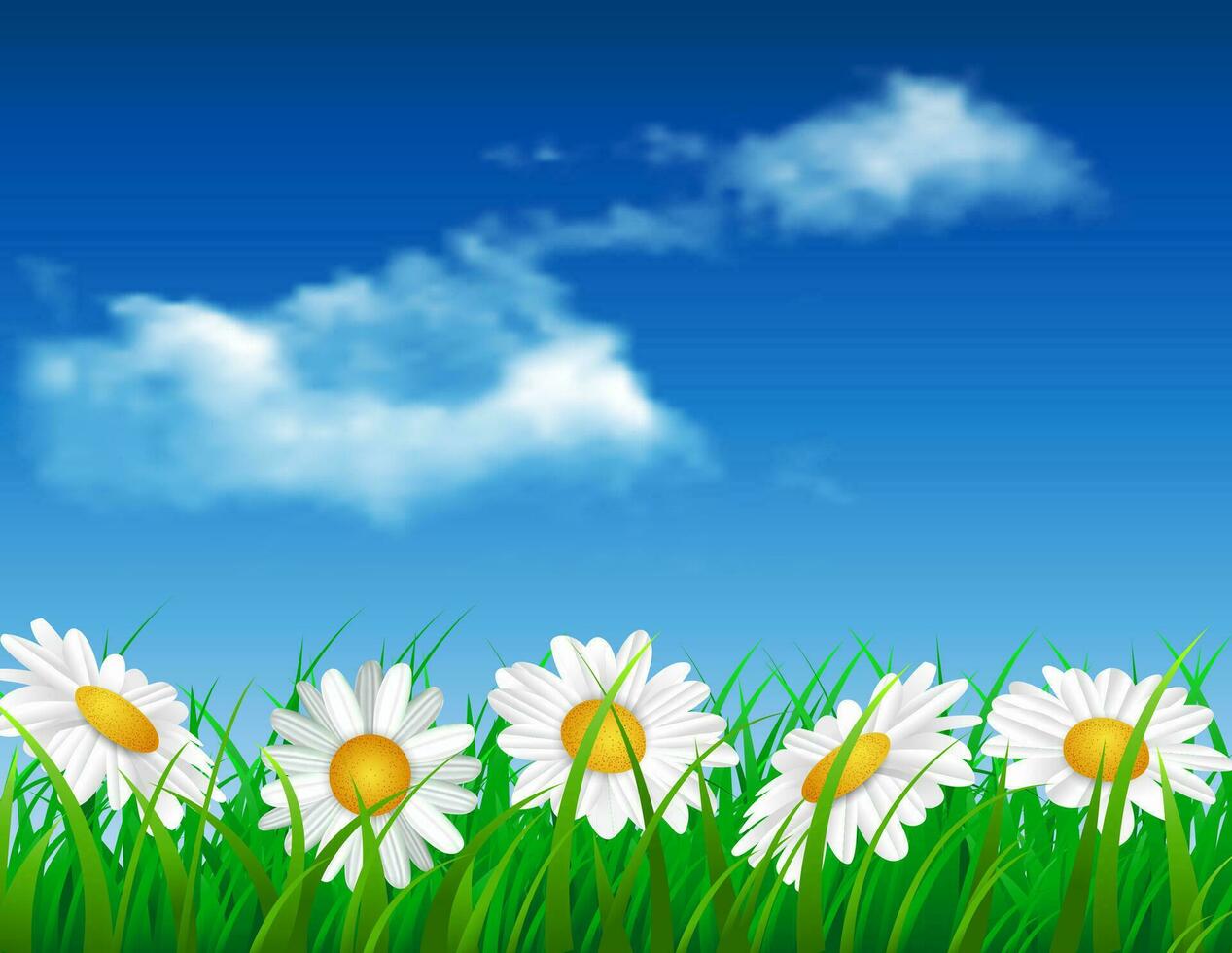 daisy vector background summer design