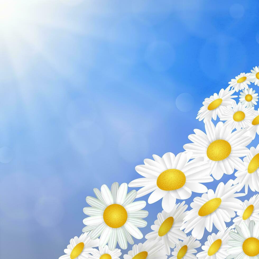White daisy chamomile flowers vector