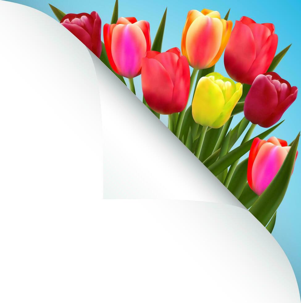 tulip flower design background floral card art vector