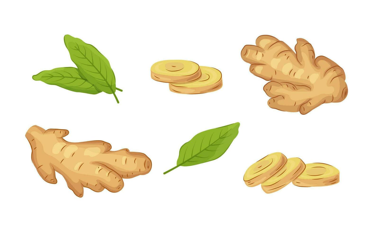 Whole ginger roots, sliced ginger, and leaves set in cartoon style. Fresh raw vegetable set isolated on a white background. vector