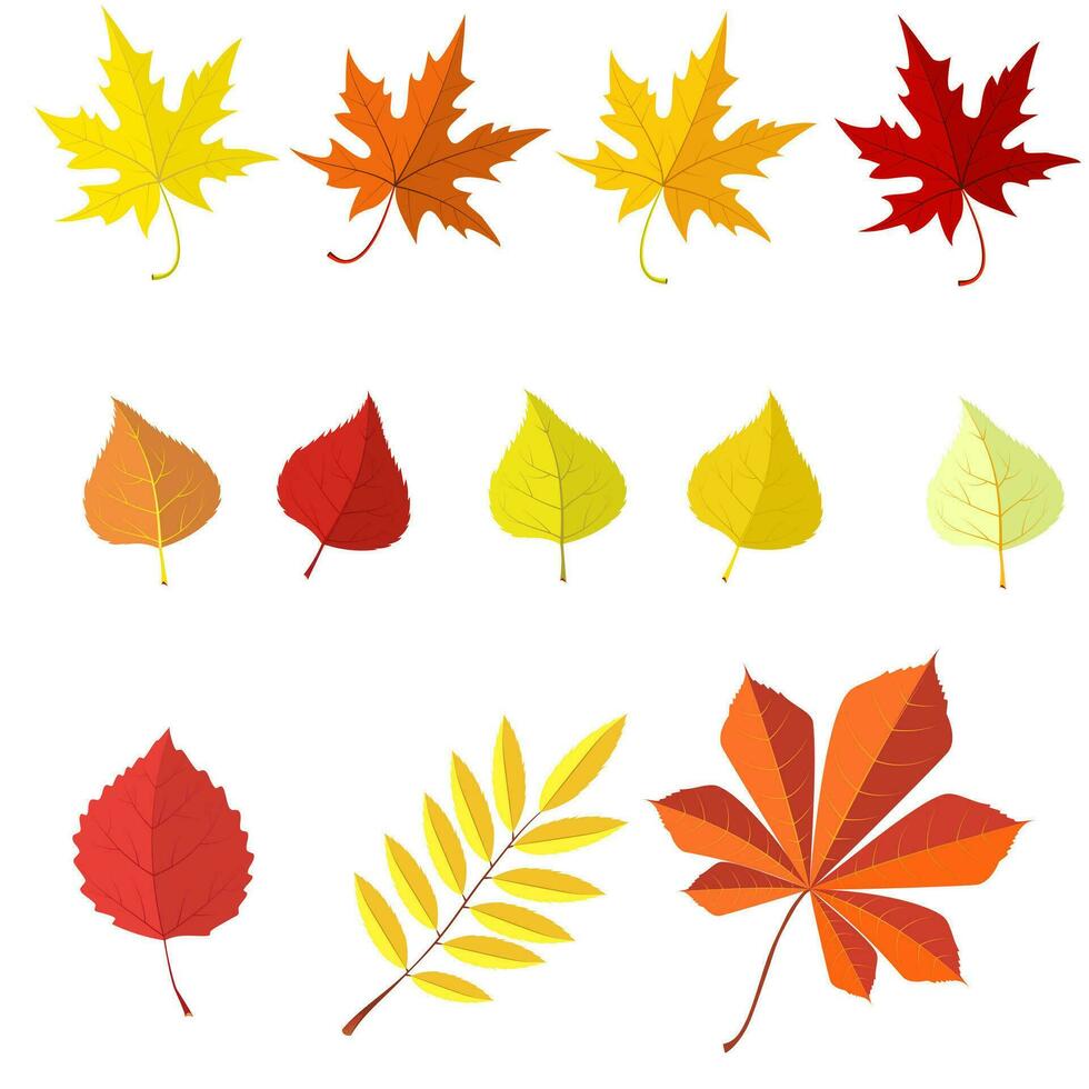 conjunto de vistoso otoño hojas. vector