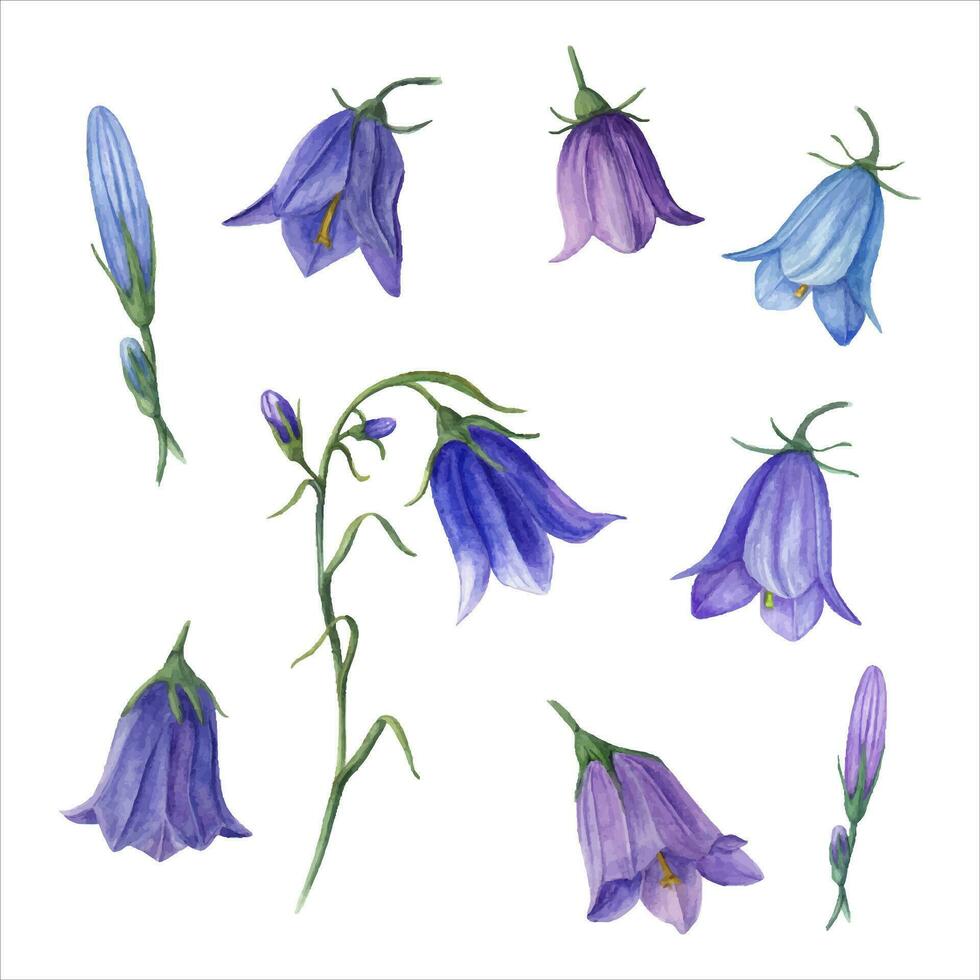 Set of watercolor wild flowers campanula. Blue lilac bell flower heads. Hand drawn illustration vector