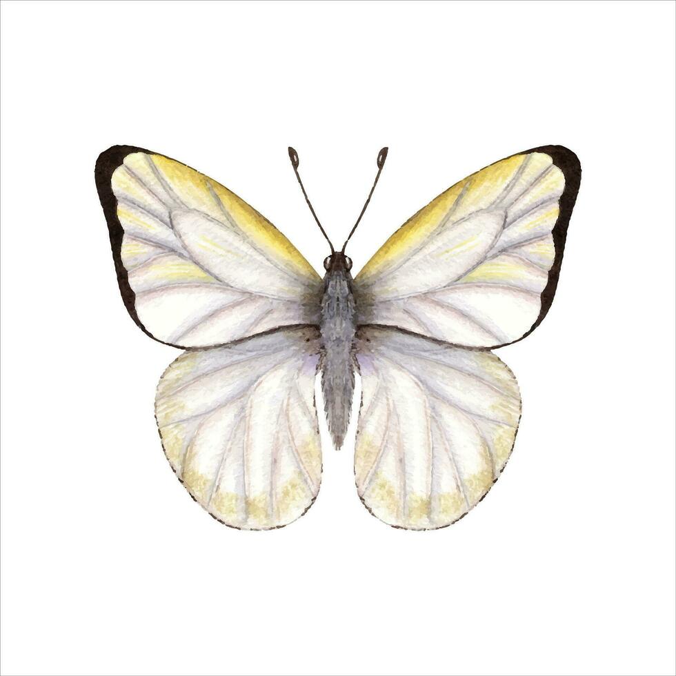 Watercolor cabbage butterfly. White butterfly with folded wings. Watercolor illustration vector