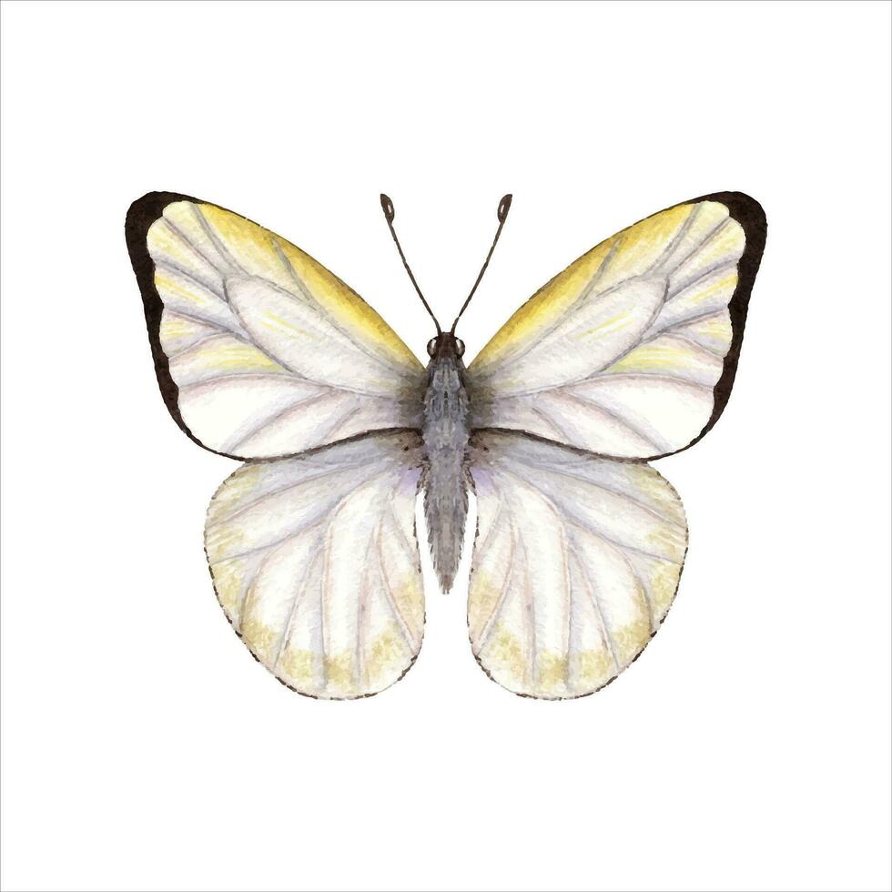 Watercolor cabbage butterfly. White butterfly with folded wings. Watercolor illustration vector