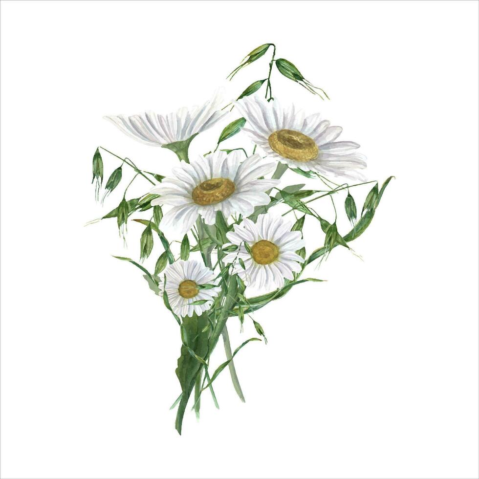 Watercolor daisy with wild oats. Bouquet with meadow flowers and plant. Hand drawn illustration vector