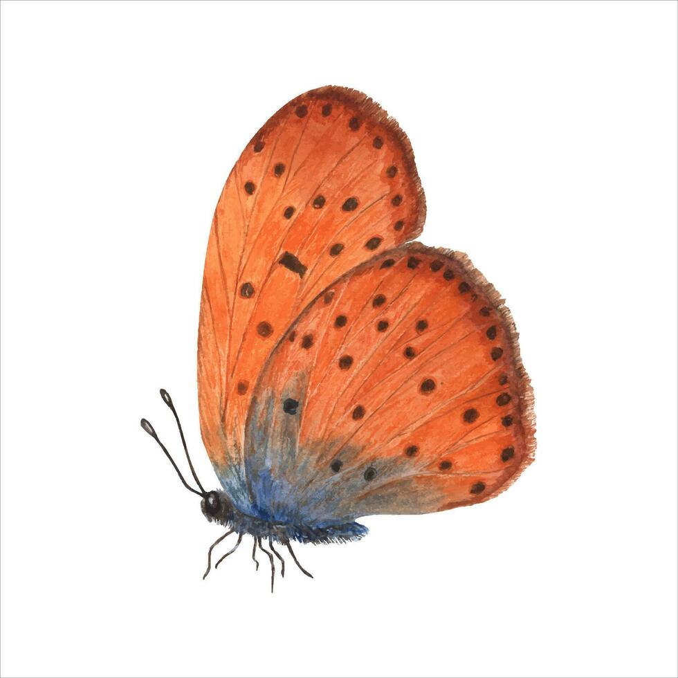 Orange butterfly. Sitting insect. Scarce copper with folded wings. Watercolor illustration vector