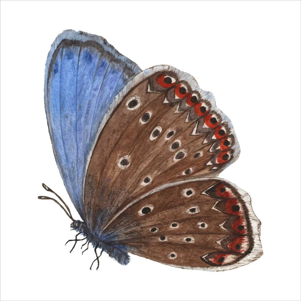 Blue brown butterfly. Flying insect. Scarce copper with folded wings. Watercolor illustration vector