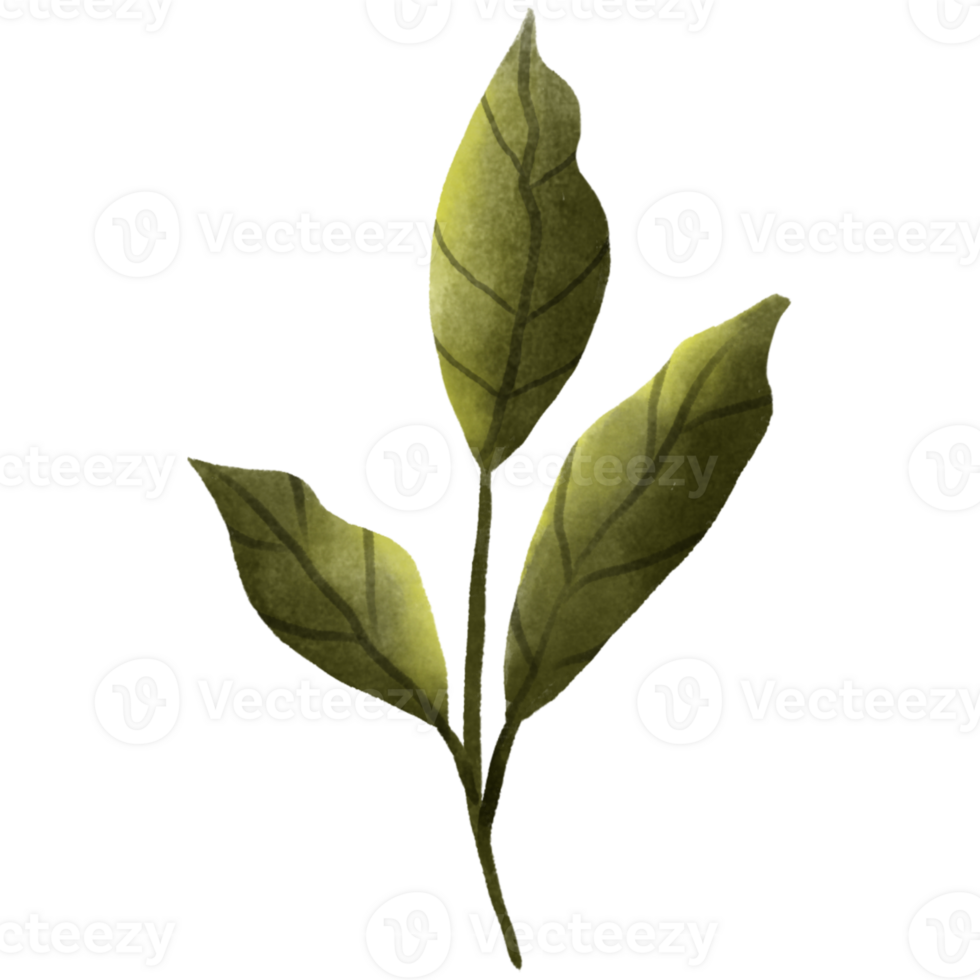 AI generated a green leaf on a transparent background png