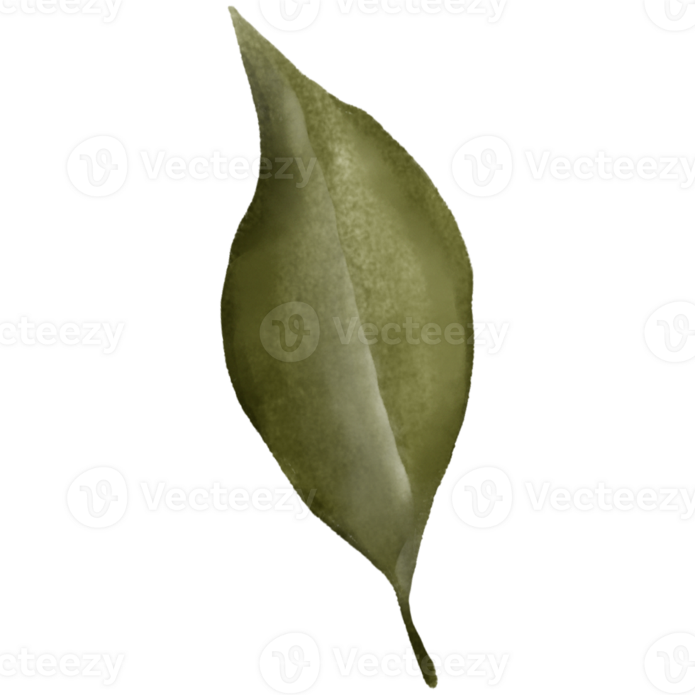 AI generated a green leaf on a transparent background png