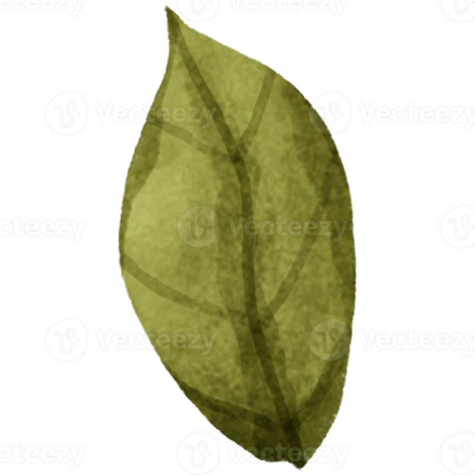 AI generated a green leaf on a transparent background png