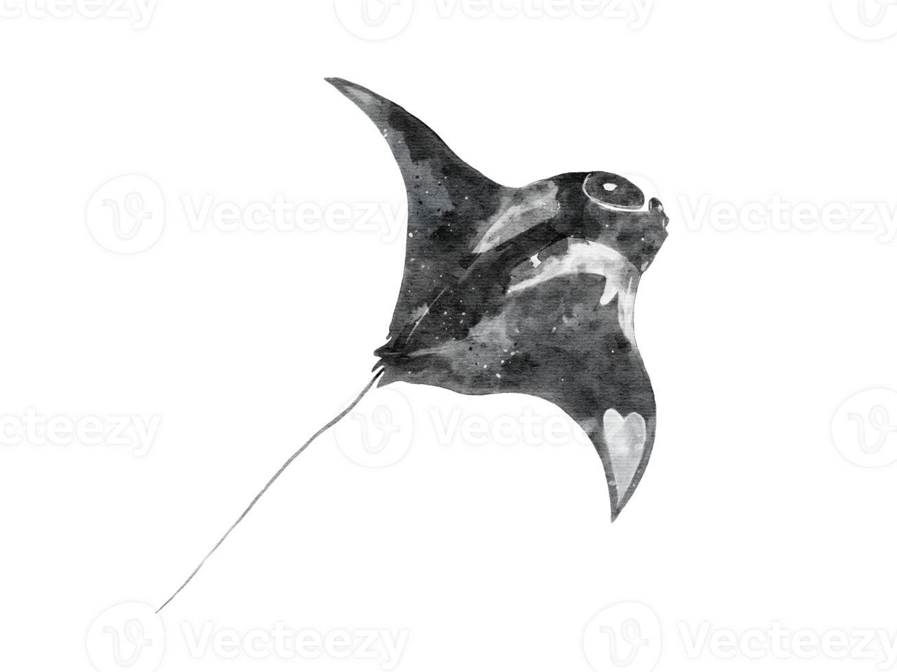 vattenfärg av en manta stråle flyga isolerat på bakgrund png