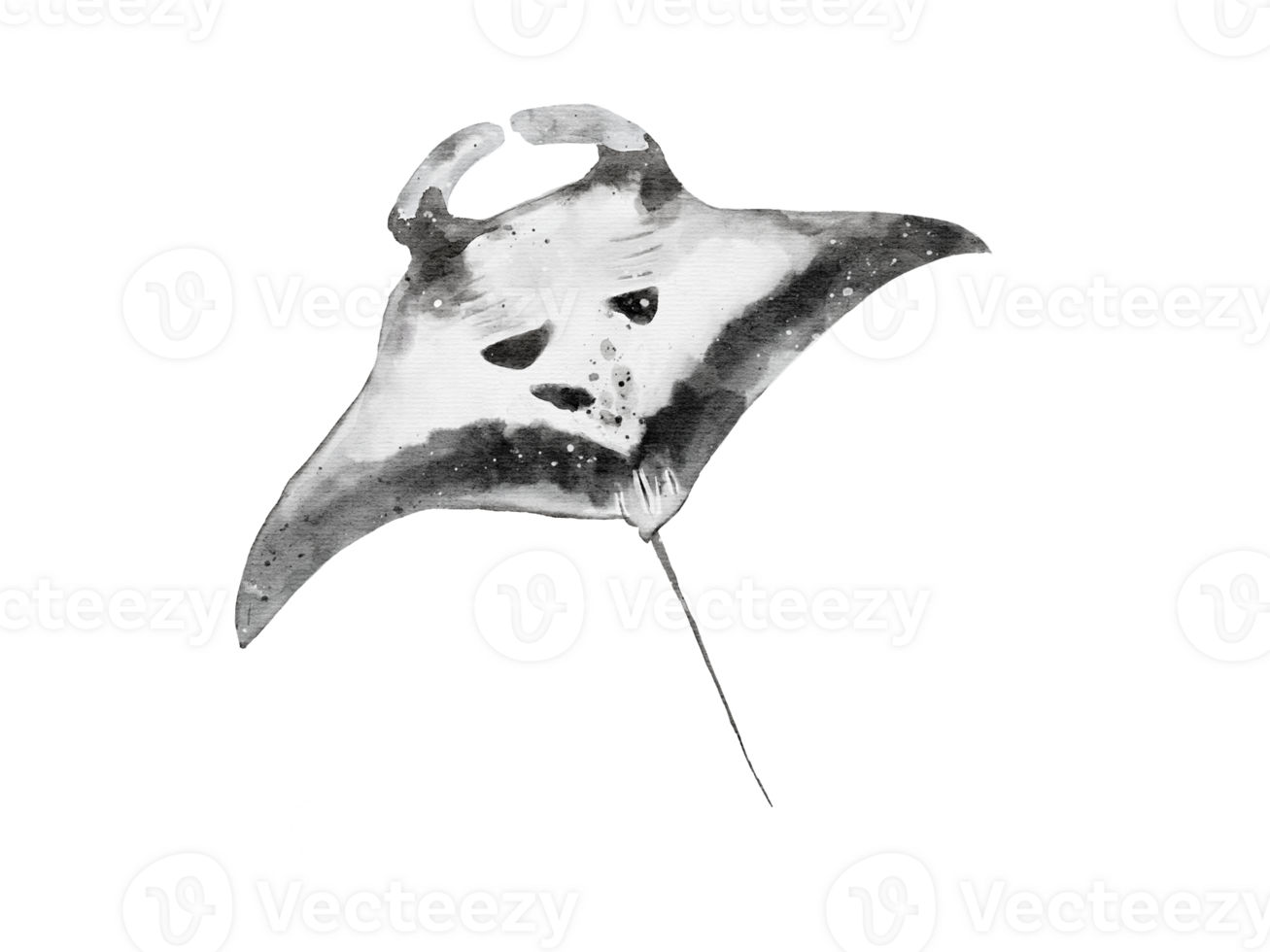 watercolor of a manta ray belly isolated on background png