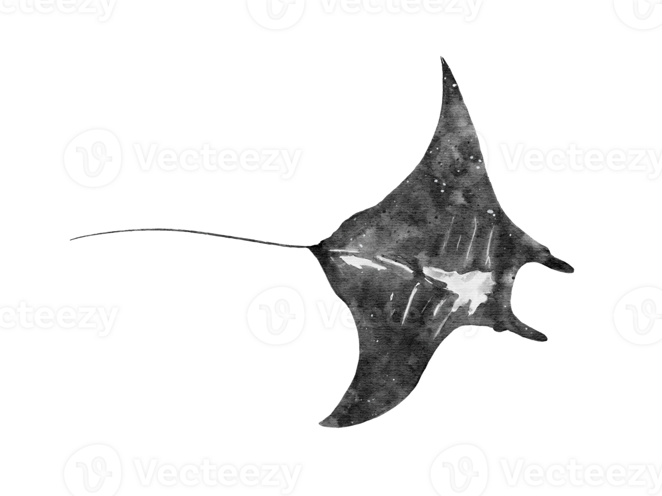 watercolor of a manta ray slalom isolated on background png