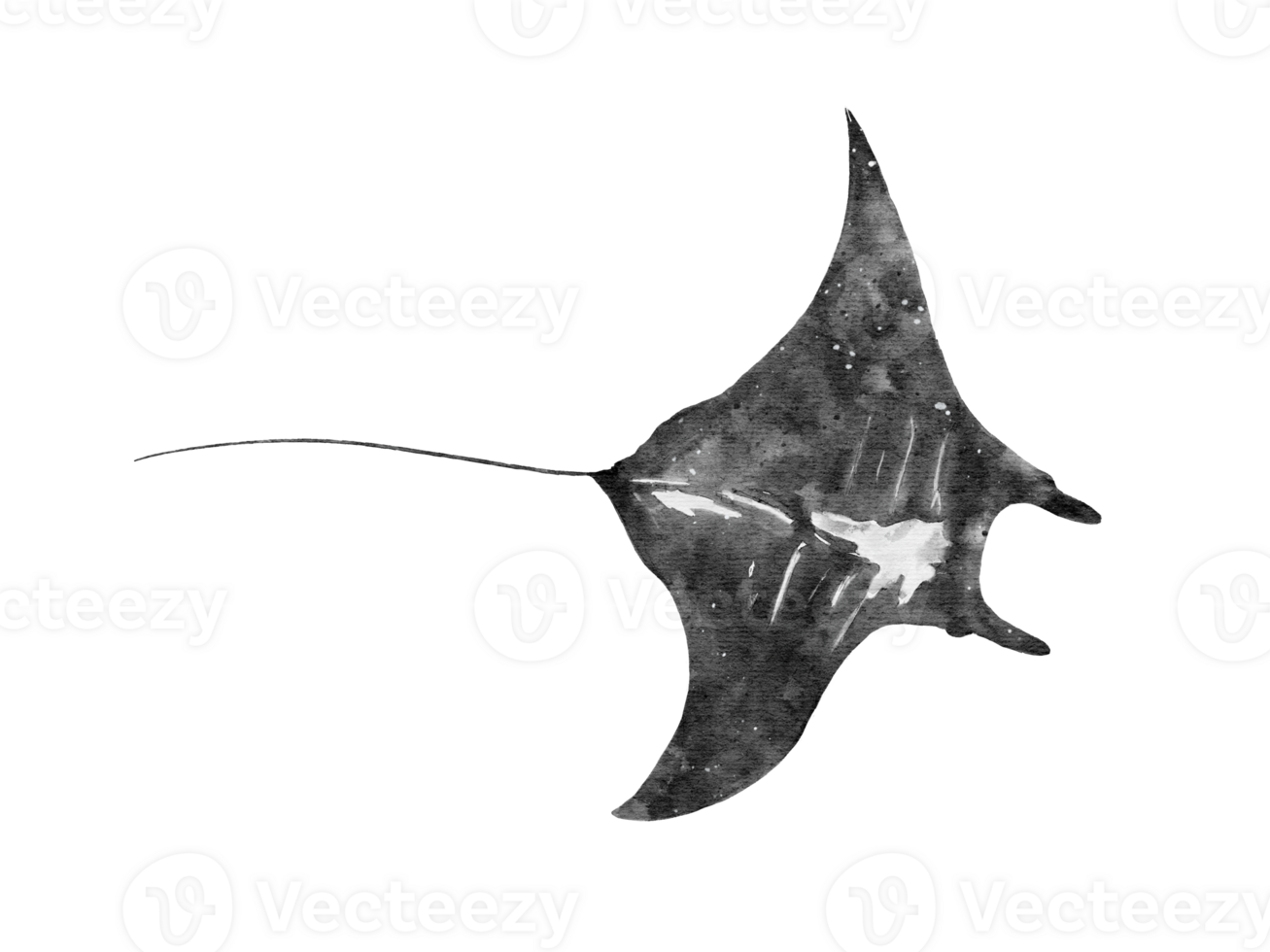 waterverf van een manta straal slalom geïsoleerd Aan achtergrond png