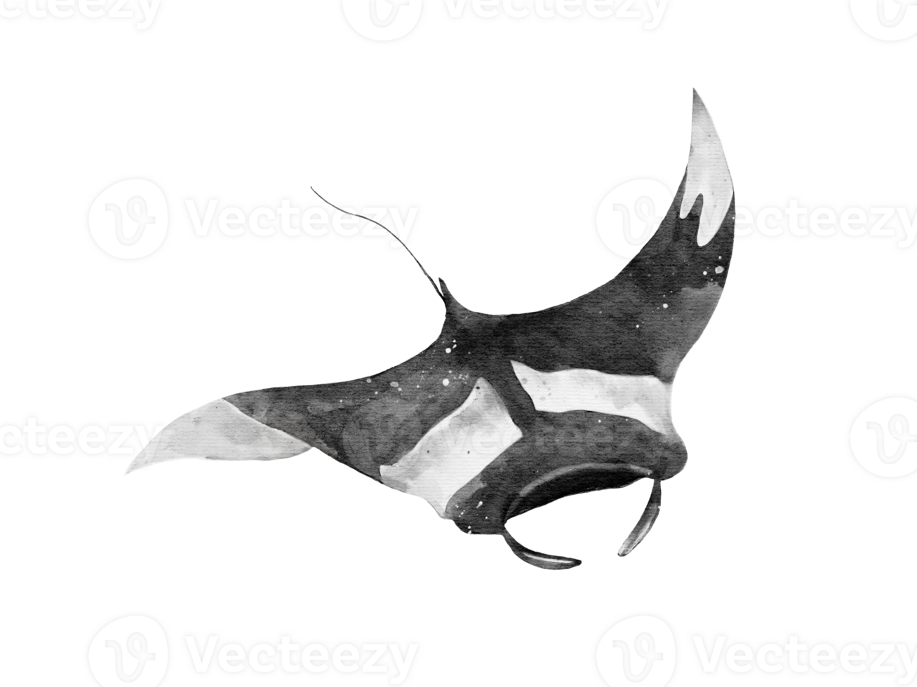 watercolor of a manta ray drivng isolated on background png