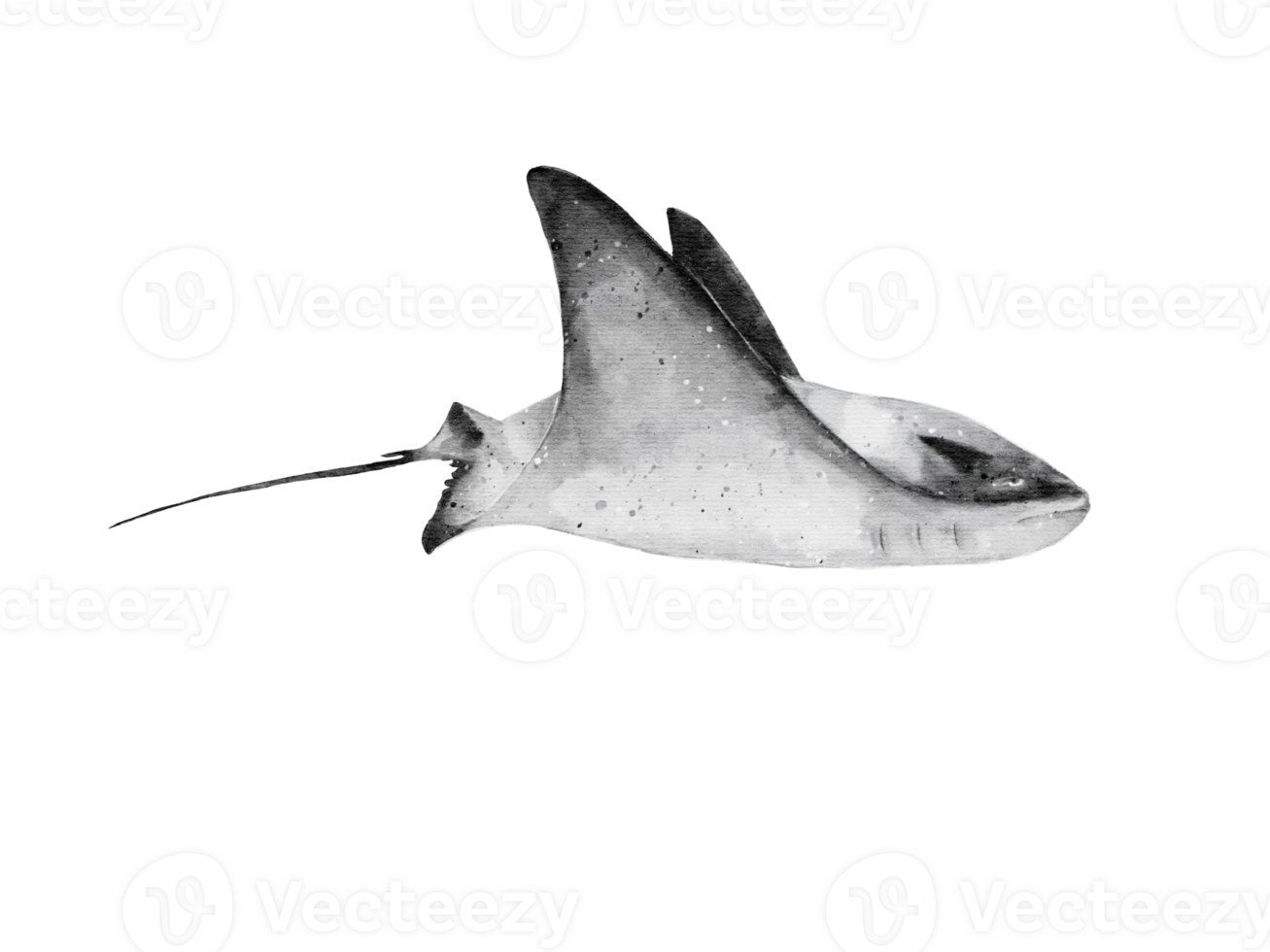 watercolor of a manta ray glinding isolated on background png