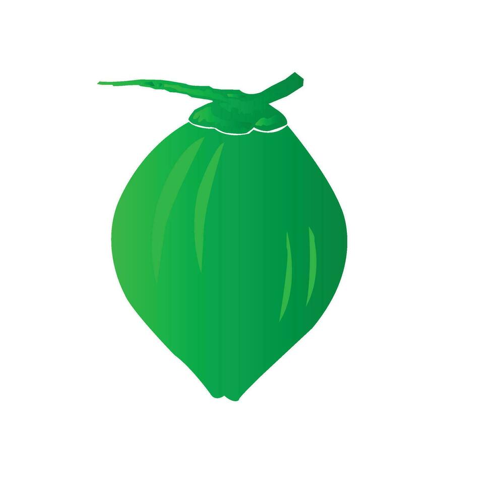 Vector illustration of green coconut