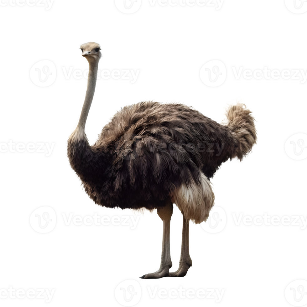 Isolated Ostrich bird on a transparent background, PNG Format