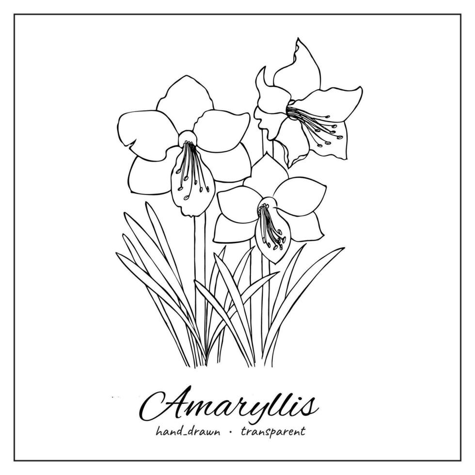 Amaryllis flowers. Ink hand drawn bouquet of wildflowers for coloring book, decoration, design. Bunch of garden flowers. vector