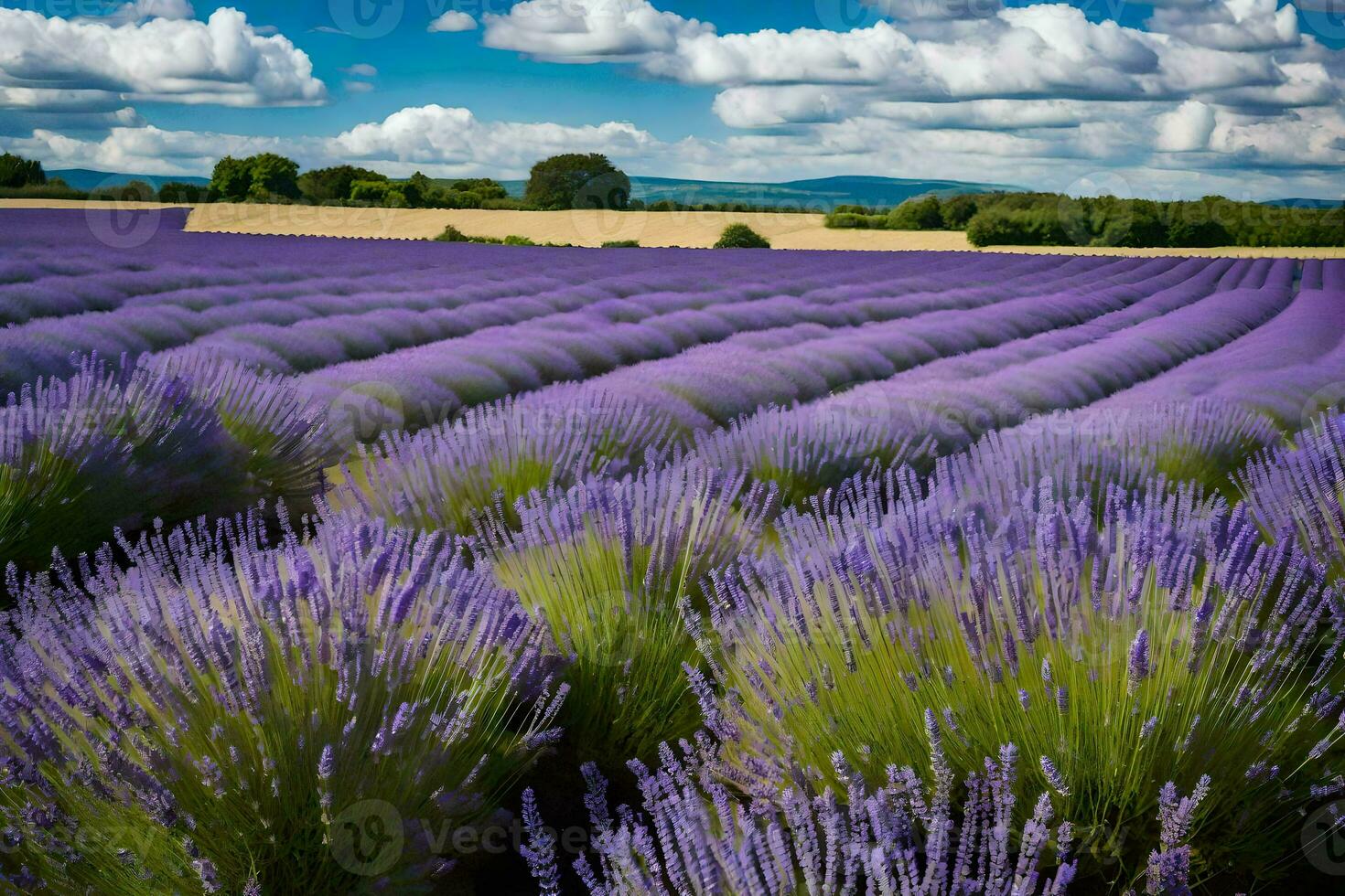 AI generated lavender fields in the countryside photo