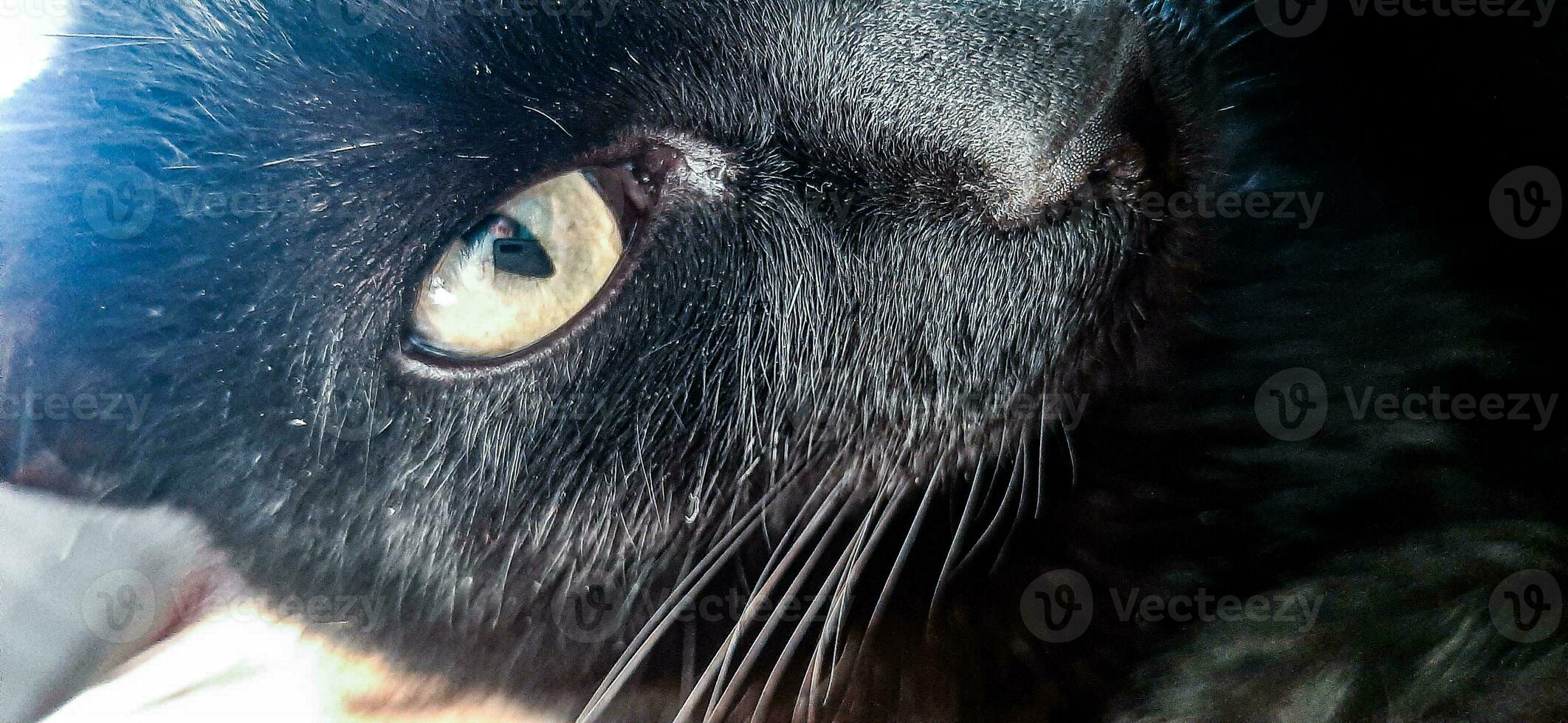 close up cats portrait, animal face, kitten head. High quality photo