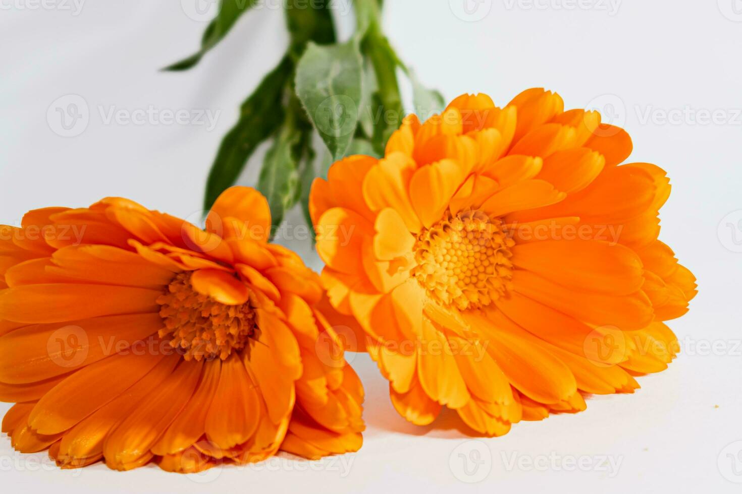 Calendula officinalis flowers on white background, asteraceae, calenduleae photo