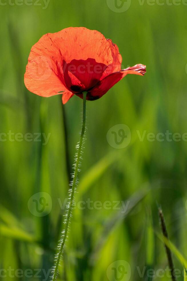 Lonely poppy in a field of green wheat photo