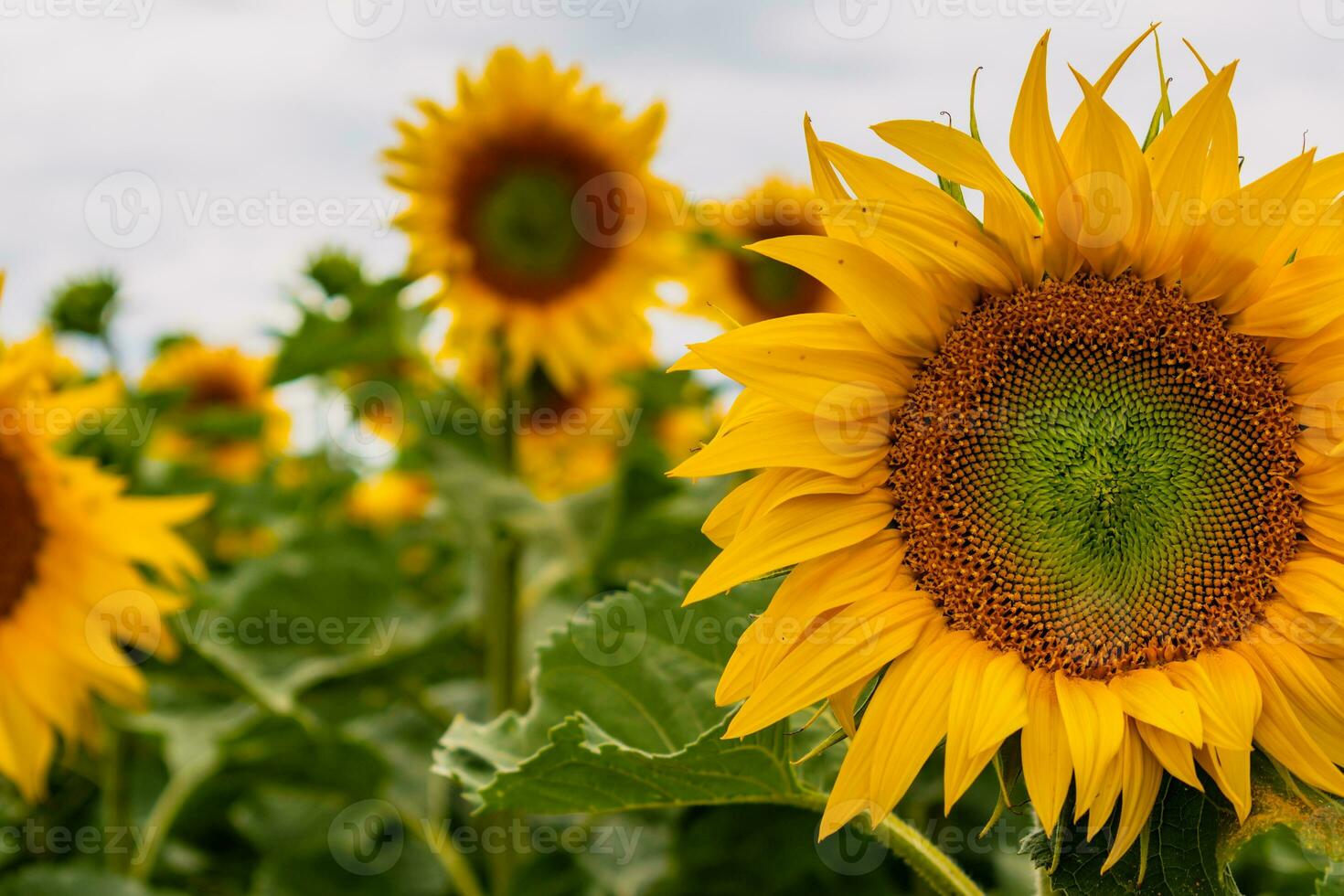 Sunflowers in a field with the sky, Helianthus annuus photo