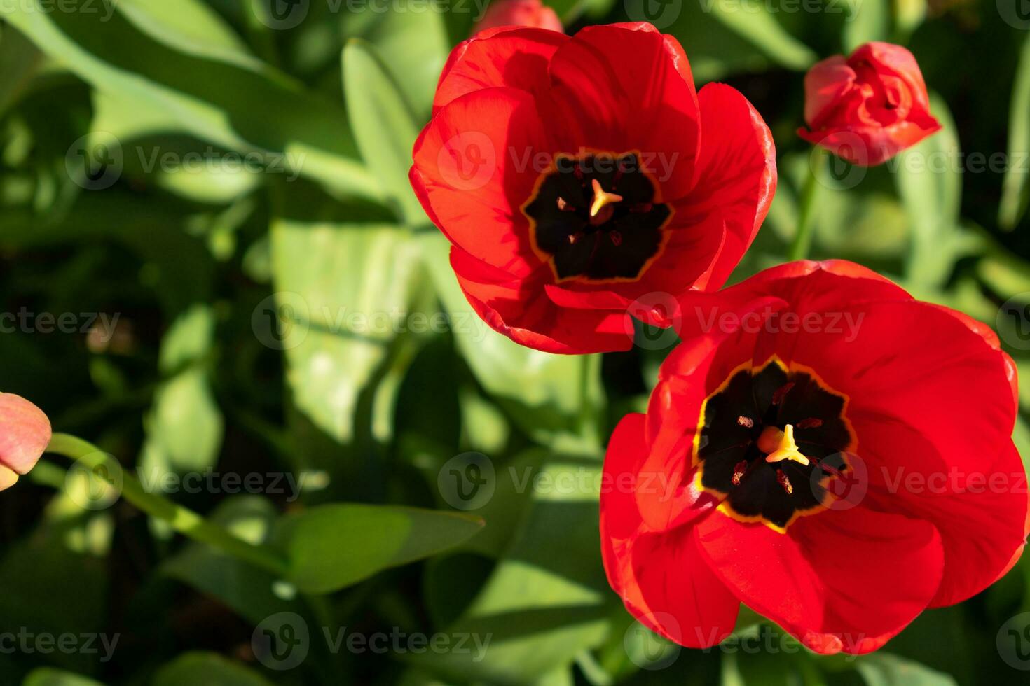 Close up on red tulips, tulipa photo