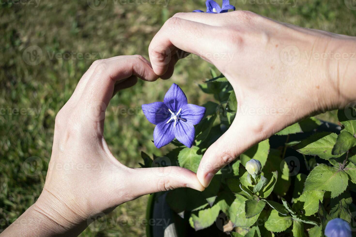 platicodon grandiflorus flor amor concepto con corazón mano gesto foto