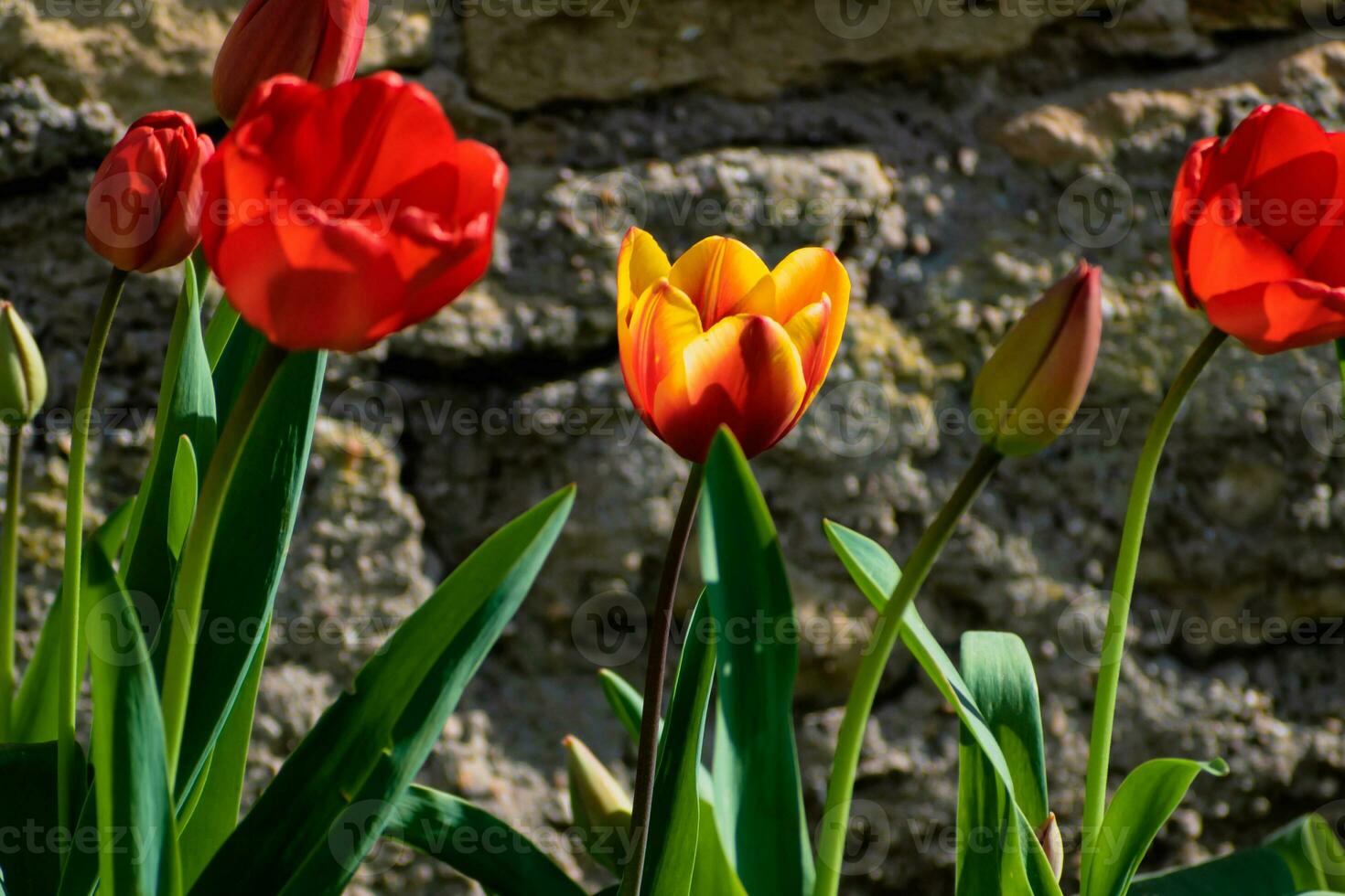 Red tulips in the ground in a garden at springtime photo