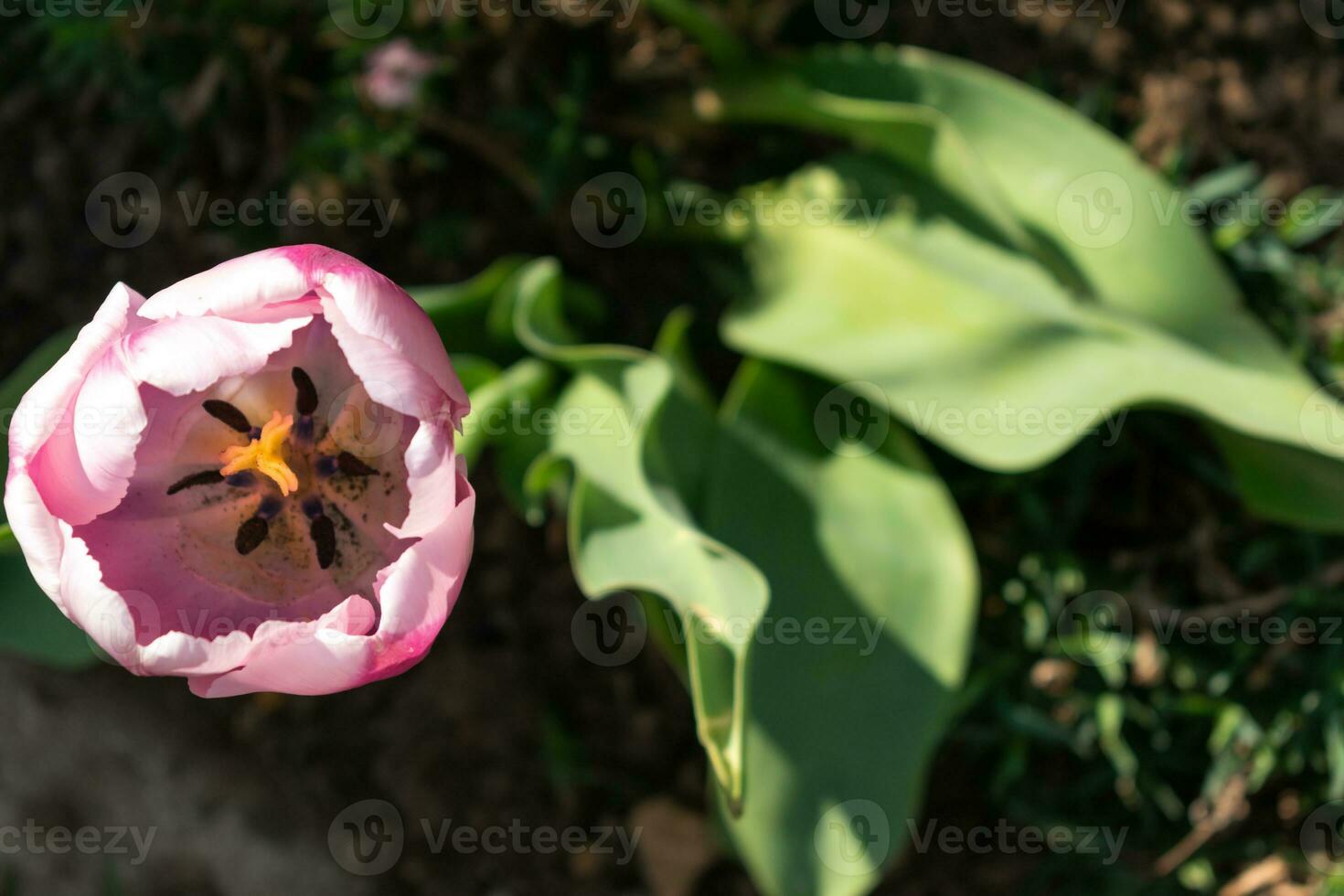 Close up on pink tulip, tulipa photo