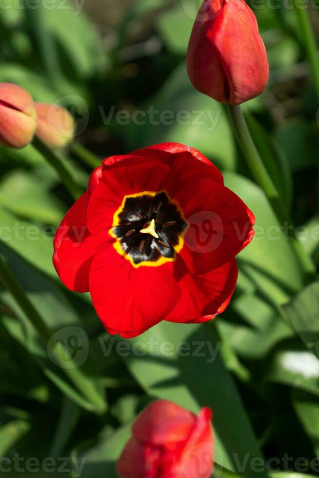 Close up on red tulips, tulipa photo