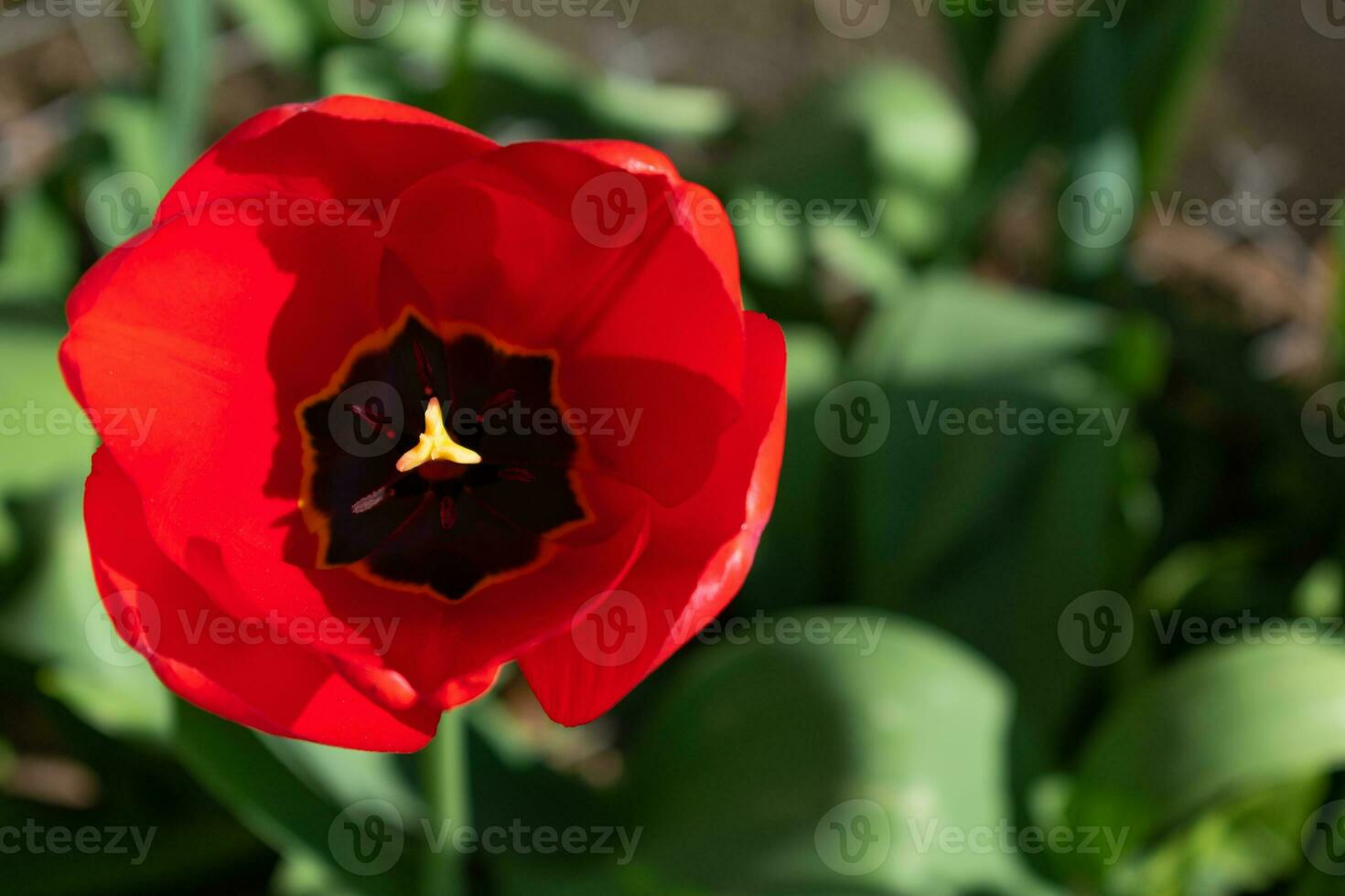 Close up on red tulip, tulipa photo