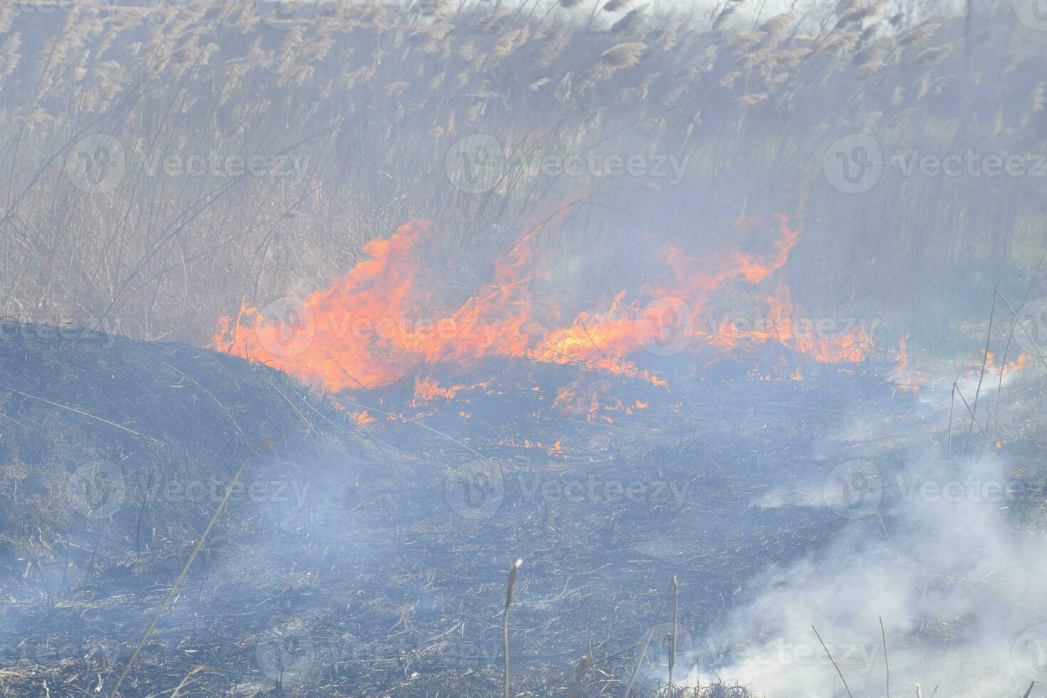 Fire on a plot of dry grass, burning of dry grass and reeds photo