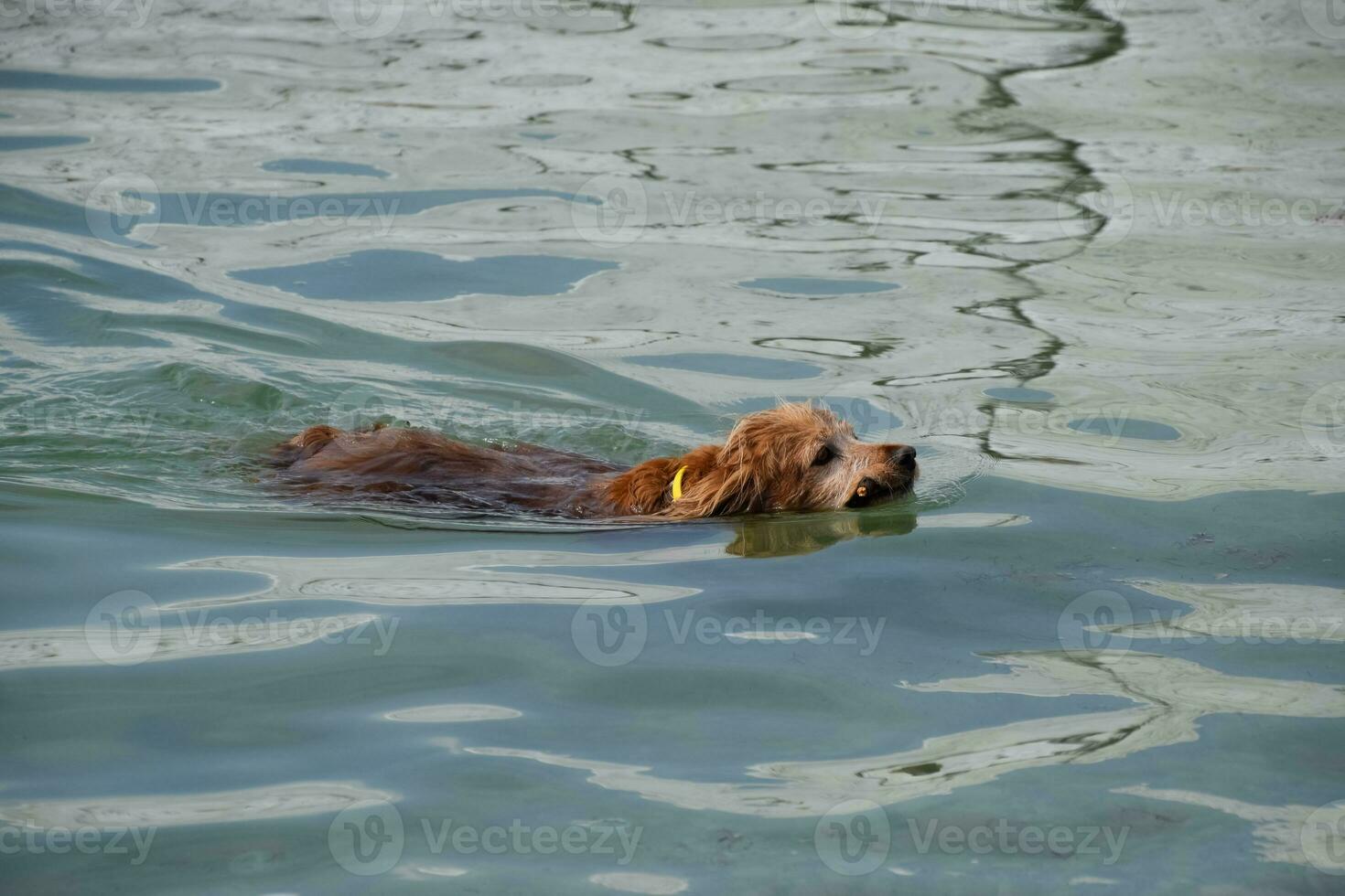 perro es nadando en el agua con un palo en su boca, que lleva eso a sus dueño. foto