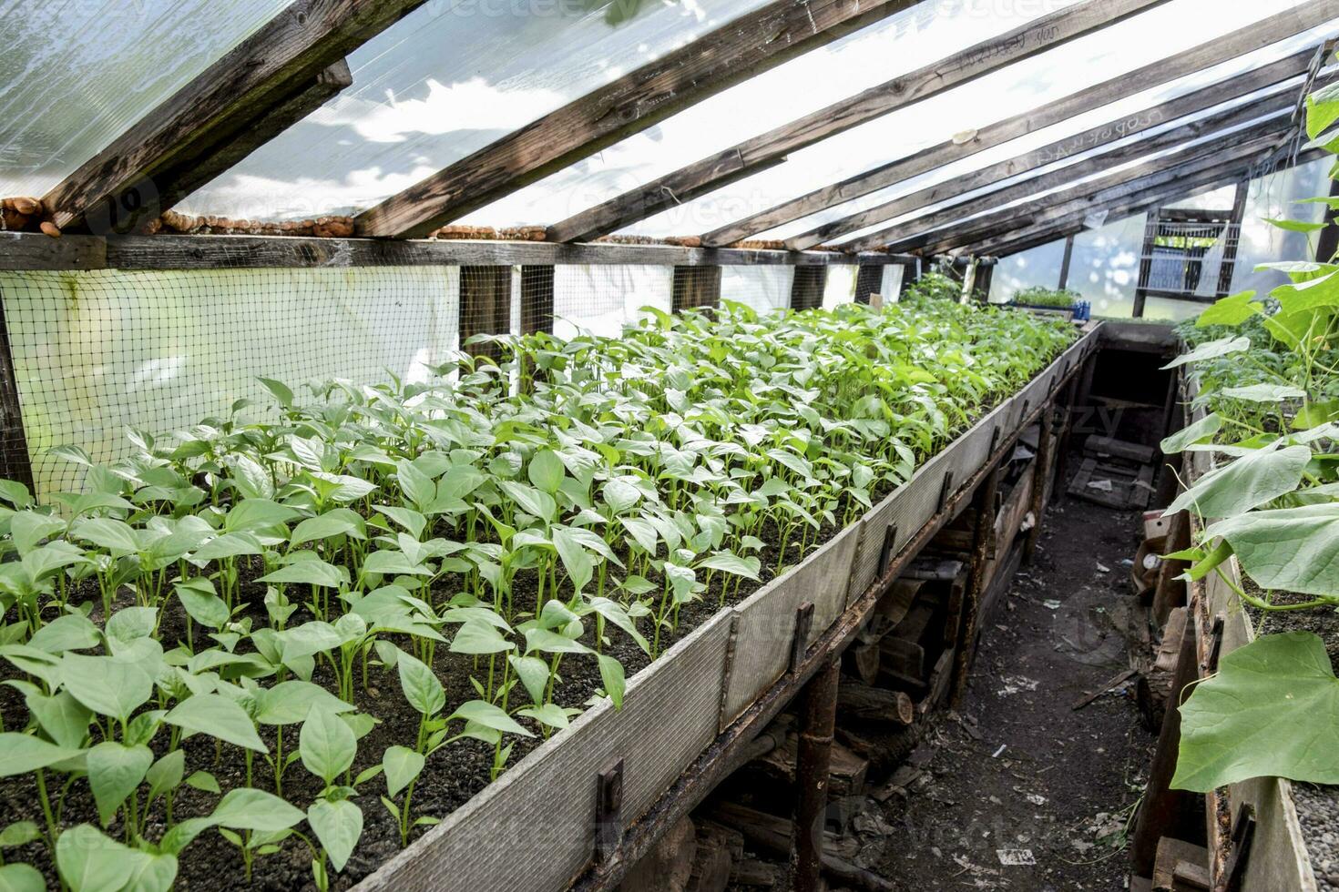 Seedlings of pepper. Pepper in greenhouse cultivation. Seedlings photo