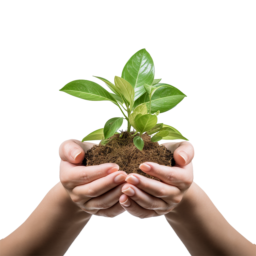 AI generated Hands holding  green plant isolated on white background png